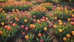 Comment réussir la culture des tulipes